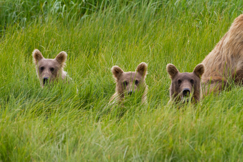 Grizzly Bear Cubs